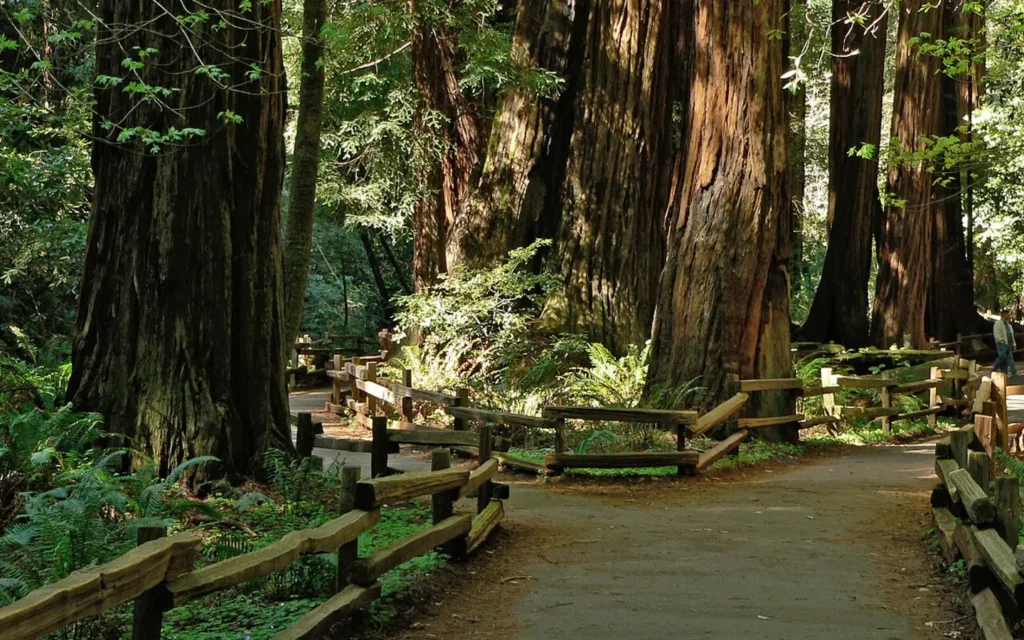 Muir Woods National Monument Coastal Redwoods